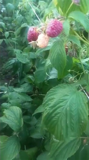 sweet raspberries, 2025 august