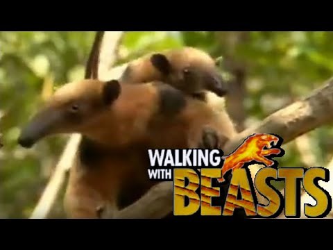 Walking With Beasts [2001] - Eurotamandua Screen Time