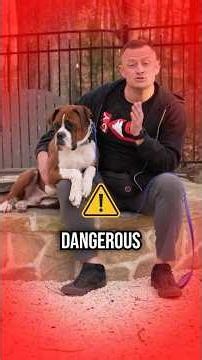 Boxer Dog’s SILENT Killer!