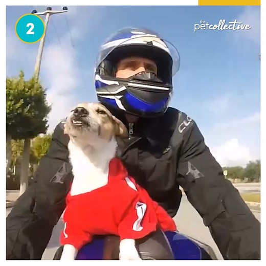 94K views · 1.2K reactions | Do you have a little Jack Russell? Tell us about them!  | The Pet Collective | Facebook