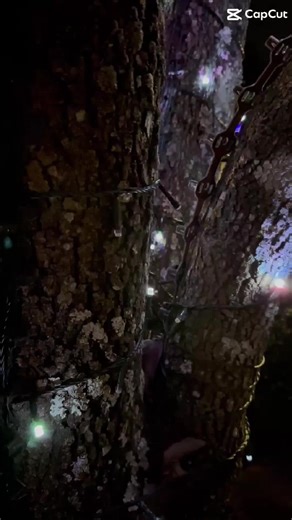 Discover TREE-Z WRAP: The Perfect Solution for Decor