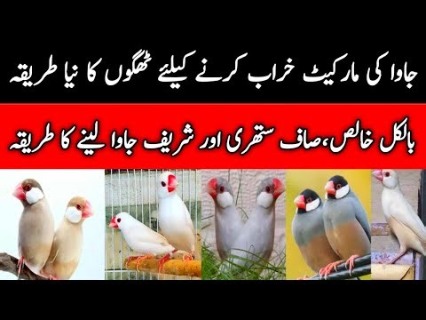 Java Sparrow Buy Karny Ka Sahi Tarika | Java Sparrow Business Tips | Mini Zoo Birds