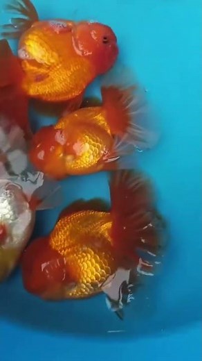 Red and white oranda goldfish are the eternal color scheme! #koi #aquaticpets #fish