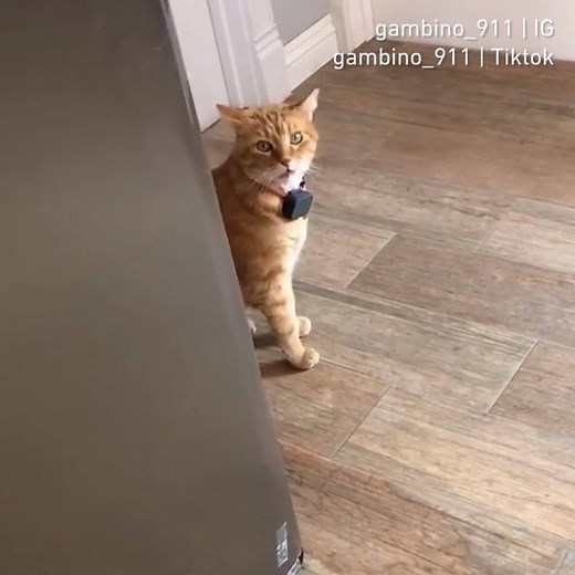 🔊He just say "Well, hi!" | 9GAG Cute