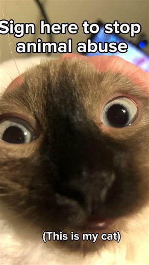 Sing here to stop animal abuse#animals #abusive #cat #fypシ゚viral #idk #iloveanimals #love #phoebe