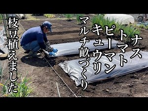 夏野菜の種まきと畝にマルチを張って夏野菜の植え付けの準備だ！日本家庭菜園初心者代表 22/4/17