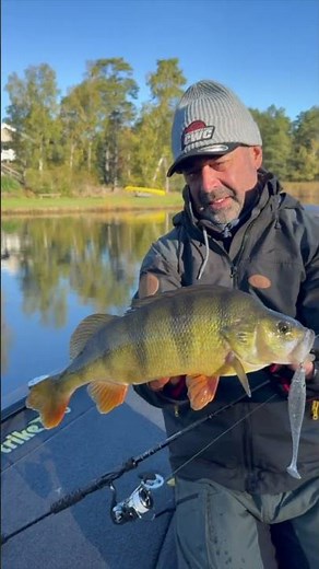 The Pig Shad Nano is a great lure for (big) Perch