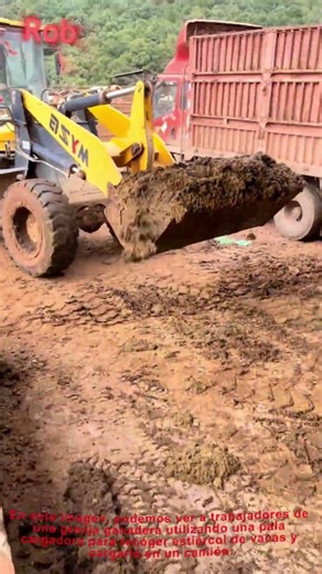Trabajadores de granja eliminando estiércol con cargadora