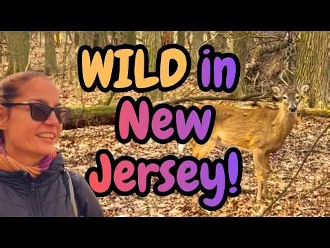 Solo Hike Through Palisades Interstate Park, New Jersey | Carpenter's Loop