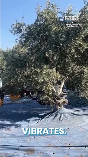 Would You Use an Olive Beater to Harvest Your Fruits?