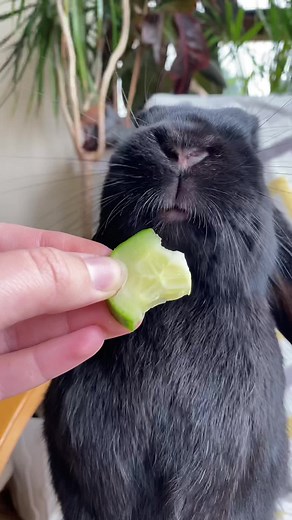 Hazel the Rabbit's Surprising Love for Cucumbers
