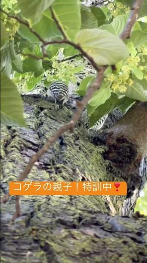 【癒し】①日本最小キツツキ！コゲラの親子！巣立ち後、自分で餌を取る方法や外敵から身を守る術を学ぶそうです#コゲラ#子育て#キツツキ#野鳥