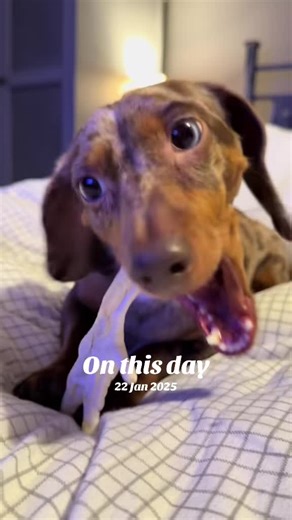 #onthisday Pluto loves puffed chicken feet 🐶🐾 #naturaldogtreat #dog #plutospantry #natural