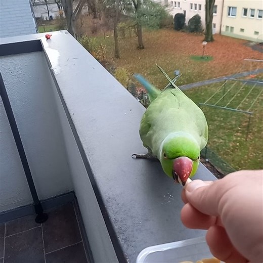 Wildparrot Rudi Come for Handfeeding indian Ringneck Alexandersittich #birds #parrot #funny #nature