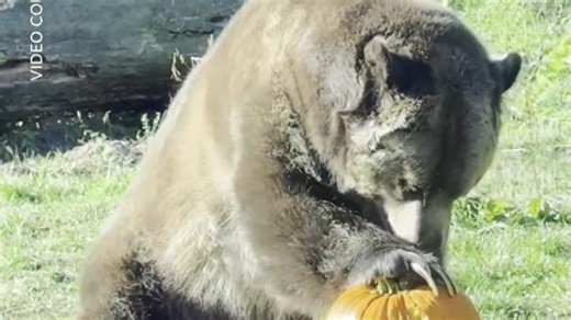 Akron Zoo animals enjoying some seasonal enrichment with pumpkins and jack-o-lanterns