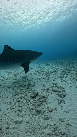 3.8M views · 67K reactions | Here’s how eye contact with sharks really works. I don’t know what would’ve happened if I hadn’t turned around — but the shark’s reaction speaks for itself. #oceanreality #adrenalinerush #tigreshark | Ocean Reality Channel | Facebook