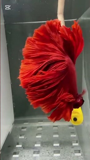 Movement of aquarium red fish. #aquariumfishmarket #aquarium #aquariumfish #redfish #fish