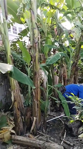 "วันนี้ฝนยังไม่ตกนะคะ อากาศเริ่มเย็นๆ❄️❄️ ให้หลานมาช่วยตัดแต่งต้นไม้หน่อยค่ะ☘️☘️🌿🌿🌿 #ตัดแต่งต้นไม้กิ่งไม้ #คลิปยาวสร้างรายได้จากเนื้อหา | Wiphaphon Siripipat