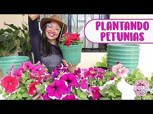 PLANTING PETUNIAS What type of soil to use and how to care for them│Candy Bu