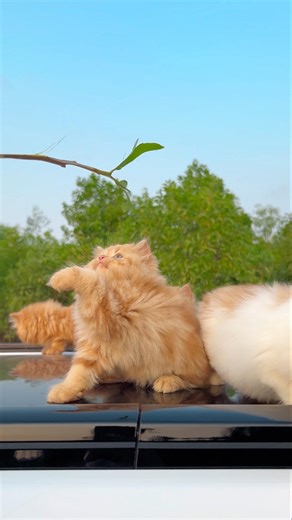 Cute💓kitty mewww ! Cat sound ! Cat videos ! Cat meowing ! Cat voice ! Cat ! funny Cat ! Kittens
