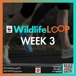 17 reactions | Virtual eco-runners, step into Week 3 with energy and enthusiasm! The Wildlife Loop Virtual Run continues, and new challenges await. Embrace the thrill of the journey as you run for a cause. Haven't joined the wild adventures? The race is on until March 15th. Let's run together for a wild, wonderful world!  Register NOW at bit.ly/wildlifeloop! ‍♂️ #WildlifeLoopPH #WWFPhilippines #runrio | Runrio Inc. | Facebook