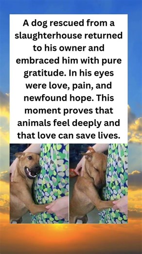 🐶❤️ Rescued Dog’s Tearful Reunion Will Move You! ✨
