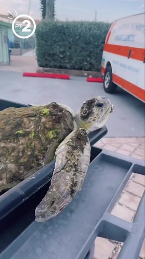 Barney the Green Sea Turtle 🐢🚑: Barnacle Removal and Rehabilitation