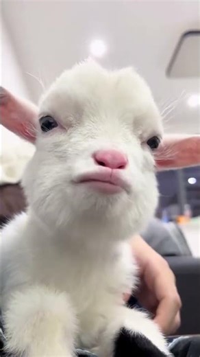 what is the cute goat chewing on? #shorts #animals #cute