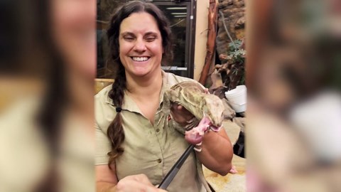 Feeding Quick Monitor Lizards