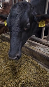 Hyvää huomenta!! 😃 Silmät ja aivot ristissä kaikenlaisia hauskuuksia tulloo mieleen😂😂 Hopsansaa tosiaan.. 🙈 | Piiroomäen maatila