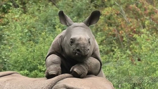 Akeno, a greater one-horned rhino calf, adorably begs mom for some playtime! That's too cute! | Rumble