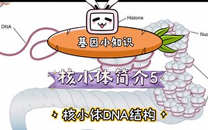 基因小知识 核小体简介5 核小体DNA结构
