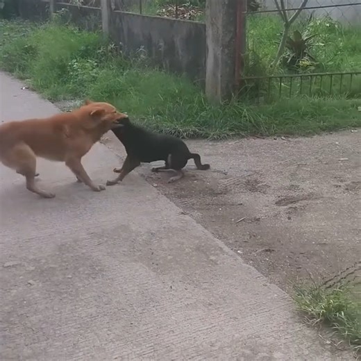 2.1M views · 16K reactions | Majestic predators in action : #WildlifeHunt #NightSecrets #PredatorRealm #Predators #Wildlife #HuntingSkills #Hunting #Wilderness #NaturalInstincts | Allama Vlogs | Facebook