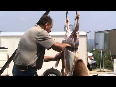 Deer skinning: quick and easy with Rick Fetrow