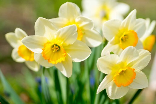 Jonquil vs Daffodil: Is There a Difference?