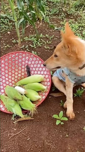 Harvesting Corn by Hands: Traditional Corn Picking Techniques for a Satisfying Rural Life