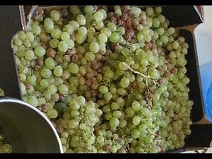 Przepis na wino gronowe domowej roboty, bardzo łatwy