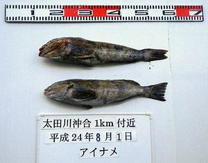 Japan: record high radiation levels found in Fukushima fish, more than a year after nuclear accident