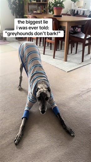 Greyhounds and Their Tantrums: The Truth Revealed