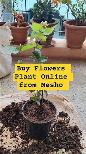 Mogra: The Flower That Changed A Culture Forever #garden