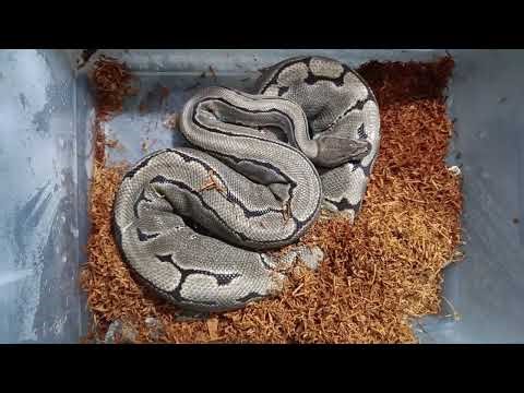 Single Gene Pinstripe Ball Python | Looks Just Like a Pinstripe Axanthic!