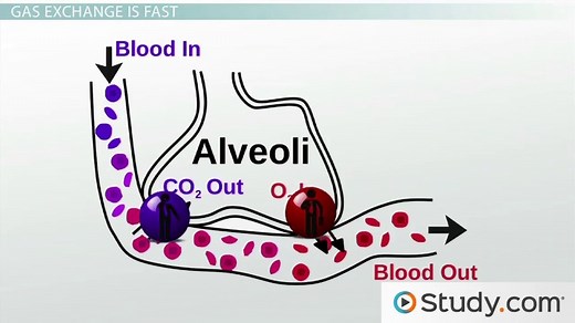 Respiratory Membrane | Structure & Function