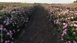 Rose Plantation and Rose Oil Extraction