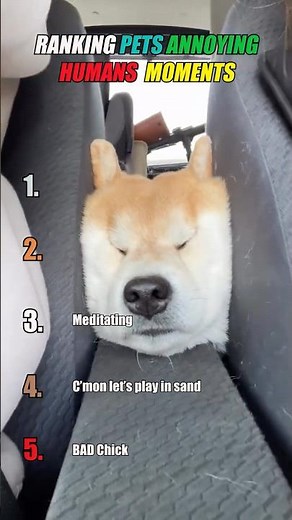 Ranking pets that annoy their owners the most 🤣🐶 #funny #pets