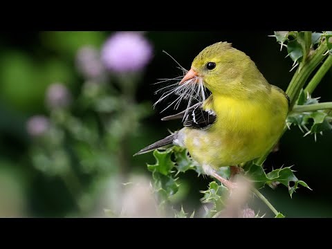 American Goldfinch: Bird In The Spotlight
