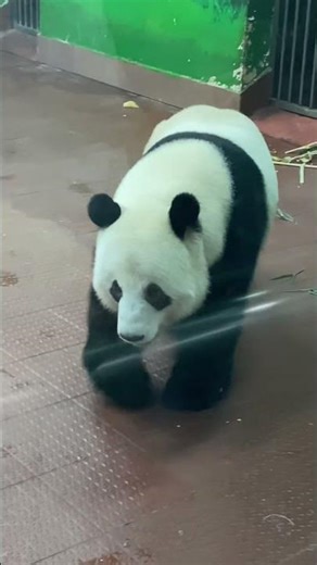 Majestic Panda Walk at Guangzhou Zoo 🏙️ #GiantPanda #GuangzhouZoo #PandaLife #广州动物园 #Shorts