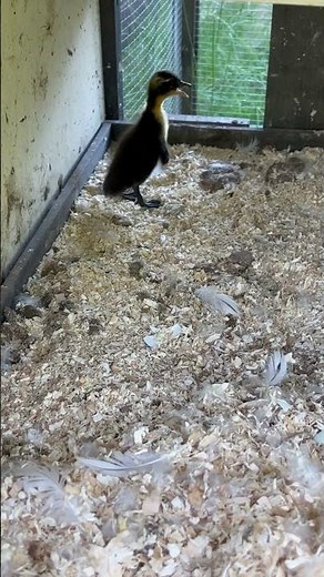 Indian runner duck 1 day old! #indianrunnerduck #indianrunner #ducks