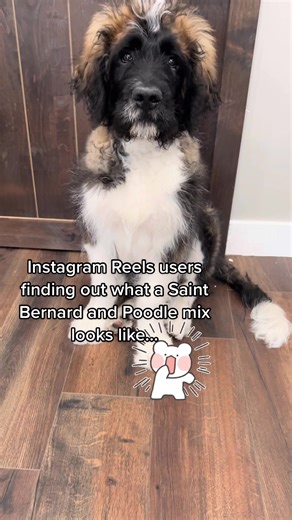 Meet Moony the Saint Berdoodle - Cutest and Fluffiest Puppy!
