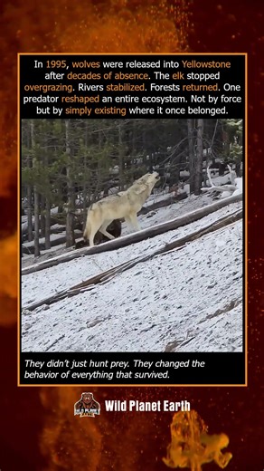 How Wolves Saved Yellowstone 🐺🌿