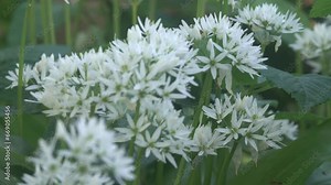 The broad-leaved garlic (Allium ursinum) blooms in the shade of the forest canopy, wild plant. Vitamin C, anti - scurvy effect. The north-eastern part of the area